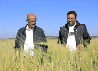 ርእሰ መሥተዳድት አረጋ ከበደ በደቡብ ወሎ ዞን በኩታ ገጠም የለማ የስንዴ ማሳ እየጎበኙ ነው።