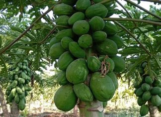 የቆቦ ጊራና የመስኖ ፕሮጄክት ወደ ማልማት ተመልሷል፡፡