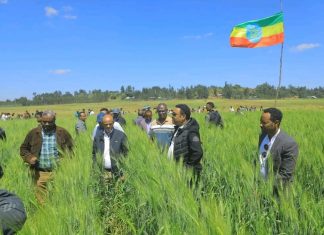 በርእሰ መሥተዳድር አረጋ ከበደ የተመራ የክልል ከፍተኛ የሥራ ኃላፊዎች የተካተቱበት ልዑክ በደቡብ ወሎ ዞን ጃማ ወረዳ የሰብል ጉብኝት አካሄደ።