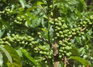 በአማራ ክልል ከ488 ሺህ በላይ አርሶ አደሮች በቡና ልማት እየተሳተፉ እንደሚገኙ ግብርና ቢሮ ገለጸ።