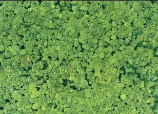 ኢትዮጵያ የፓሪስ ስምምነትን እና የCOP28 ኃላፊነቶቿን እየተገበረች መኾኗን ጠቅላይ ሚኒስትር ዐቢይ አሕመድ (ዶ.ር) ገለጹ።
