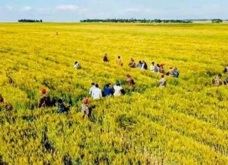 “በክልሉ ያለው የሰብል ግምገማ ያቀድነውን ዕቅድ ያለ ምንም ችግር ማሳካት እንደምንችል የሚያሳይ ነው” ድረስ ሳህሉ (ዶ.ር)