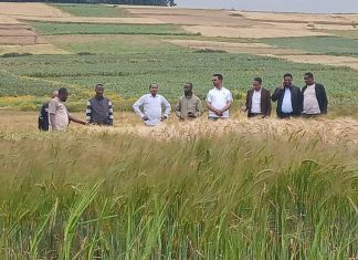 ከ29 ሚሊዮን ኩንታል በላይ ምርት ለመሰብሰብ እየሠራ መኾኑን በኦሮሚያ ክልል የአርሲ ግብርና ጽሕፈት ቤት አስታወቀ።