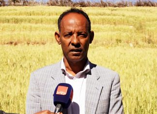 በሰሜን ጎንደር ዞን ከ3 ሚሊዮን በላይ ኩንታል ምርት ለመሠብሠብ እየተሠራ ነው፡፡
