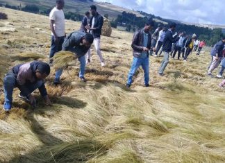 ወቅቱን ያልጠበቀ ዝናብ በደረሱ ሰብሎች ላይ ጉዳት እንዳያደርስ ጥንቃቄ ይደረግ።