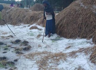 ከባድ በረዶ የቀላቀለ ዝናብ በ500 ሄክታር ላይ የተዘራ የደረሰ ሰብልን አወደመ።