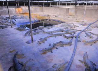 “አዞን ያላመዱ እጆች”