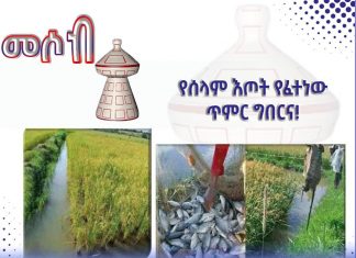 የሰላም እጦት የፈተነው ጥምር ግብርና