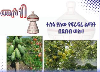 ተስፋ ያለው የፍራፍሬ ልማት በደቡብ ወሎ