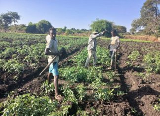ከ2 ሺህ ሄክታር በላይ መሬት በመስኖ ለማልማት ታቅዶ እየተሠራ መኾኑን የምዕራብ ጎንደር ዞን ግብርና መምሪያ አስታወቀ፡፡
