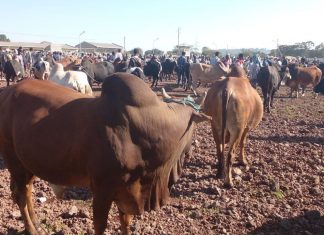 የእርድ ሥርዓቱ ጤናማ እንዲኾን ቅድመ ዝግጅት ተደርጓል።