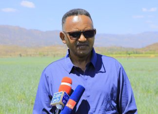 በአማራ ክልል የበጋ መስኖ ስንዴ ምርታማነትን ለማሳደግ እየተሠራ ነው።