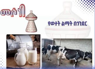 የወተት ሃብት ልማት በጎንደር ከተማ