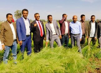 በደቡብ ጎንደር ዞን በመስኖ ልማት ከአንድ ሚሊዮን ኩንታል በላይ ምርት ይጠበቃል።