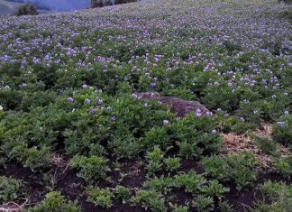 የአርሶ አደሮችን ህይወት እያሻሻለ ያለው የበጋ መስኖ።