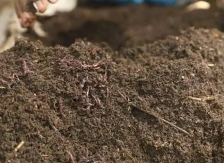 ከ4 ሚሊዮን ሜትር ኪዮብ በላይ የተፈጥሮ ማዳበሪያ ለማዘጋጀት እየሠራ መኾኑን የሰሜን ወሎ ዞን ገለጸ።