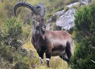 የኢትዮጵያ ምልክት የኾኑትን ዋሊያዎች ከአደጋ የመጠበቁ ሥራ