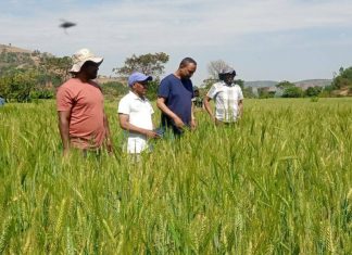 በሌማት ቱሩፋት እየተሠራ ያለው ሥራ ውጤታማ መኾኑን አልሚዎች ገለጹ።