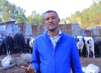 145 የስጋ ከብቶችን የሚያደልበው ስኬታማ ወጣት ተሞክሮ።