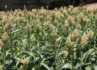 የምክትል ጠቅላይ ሚኒስትር ተመስገን ጥሩነህ መልዕክት፦