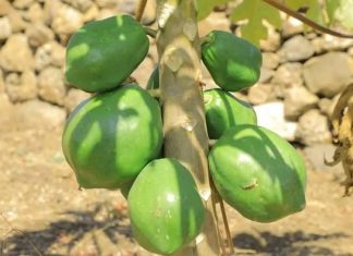 የምክትል ጠቅላይ ሚኒስትር ተመሥገን ጥሩነህ መልእክት:-