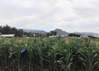 “የመስኖ ሥራ የመኖር ያለመኖር ጉዳይ ነው” አርሶ አደር