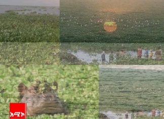 የእምቦጭ አረምን በርብርብ ማስወገድ ካልተቻለ ዘርፈ ብዙ የብዝኅ ሕይዎት አደጋ እንደሚያስከትል የዘርፉ ተመራማሪ ተናገሩ፡፡