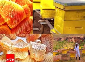 በአማራ ክልል ከ25 ሺህ ቶን በላይ የማር ምርት ተገኝቷል።