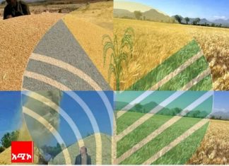 “በአማራ ክልል በመስኖ ስንዴ ከ5 ሚሊዮን ኩንታል በላይ ምርት መሰብሰብ ተችሏል” የክልሉ ግብርና ቢሮ