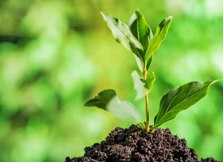 ሳይንሳዊ እና ውጤታማ የችግኝ አተካከል ዘዴ የትኛው ነው?