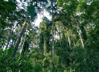 አረንጓዴ ልማት በኢትዮጵያ