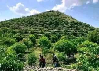 በአረንጓዴ አሻራ የሚተከሉ ችግኞች ምጣኔ ሀብታዊ ጠቀሜታቸው ምን ያክል ነው ?