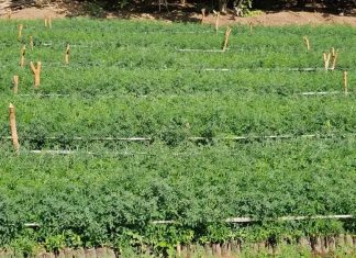 በምዕራብ ጎንደር ዞን ከ890 ሺህ በላይ ችግኞች ለተከላ ዝግጁ ኾነዋል።