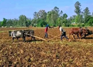 አርሶ አደሮች እስከ ሐምሌ መጨረሻ ድረስ ሊዘሩ የሚችሉትን የሰብል ዓይነቶች መርጠው ቢዘሩ ውጤታማ ይኾናሉ።