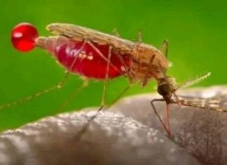 ወባን የገቱ ጠንካራ እጆች እንዳይዝሉ።