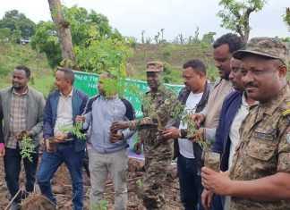 ችግኝ በመትከል የአየር ንብረትን እና ሥነ ምኅዳርን መቆጣጠር ይገባል።