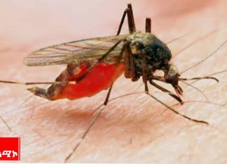 ወባን ለመከላከል ለአካባቢ ቁጥጥር ሥራ ትኩረት መሥጠቱን የምዕራብ ጎንደር ዞን ጤና መምሪያ ገለጸ።