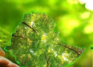 የአረንጓዴ አሻራ የሥራ ዕድል መፍጠሪያ እየኾነ ነው።