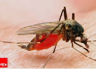 የወባ ወረርሽኝን ለመከላከል በትኩረት እየተሠራ ነው።