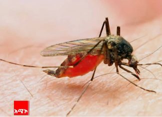 የወባ በሽታ ስርጭትን በርብርብ መግታት ይገባል።