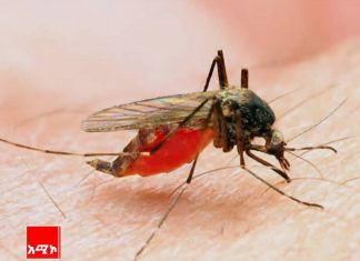 “ወባን የገቱ ጠንካራ እጆች”