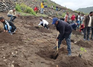 በየዓመቱ ችግኝ በመተከሉ የዛሮታ ወንዝ እየጠነከረ መጥቷል።