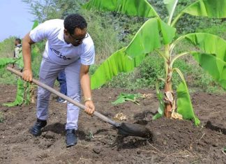 የደቡብ ወሎ ዞን በአረንጓዴ አሻራ ሥራ ለፍራፍሬ ችግኞች ልዩ ትኩረት ሰጥቷል።