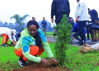 “የአንድነታችን አርማ የኅብረታችን ካስማ በኾነው ባሕር ዳር ዓለም አቀፍ ስታዲዬም አረንጓዴ አሻራችንን አስቀምጠናል” ሙሉነሽ ደሴ (ዶ.ር)