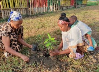 በምዕራብ ጎንደር ዞን የአንድ ጀንበር የአረንጓዴ አሻራ ችግኝ ተከላ መርሐ ግብር ተጀምሯል።