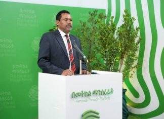 ጠቅላላ ከተዘጋጁት ችግኞች 2 ነጥብ 9 ቢሊዮኑ ሀገር በቀል ዝርያዎች ናቸው።