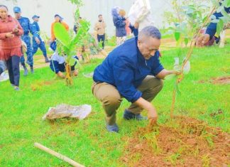በአዲስ አበባ የወንዞች ዳርቻ ልማት ላይ ችግኞችን መትከል የበለጠ ውበት እያላበሰ ነው።