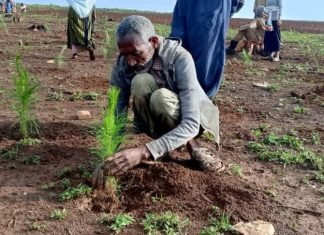 የአረንጓዴ አሻራ ችግኝ ተከላ መርሐ ግብር በደብረ ማርቆስ ከተማ እየተካሄደ ነው።