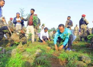 የአንድ ጀንበር የአረንጓዴ አሻራ መርሐ ግብር በጎንደር ከተማ እየተካሄደ ነው።