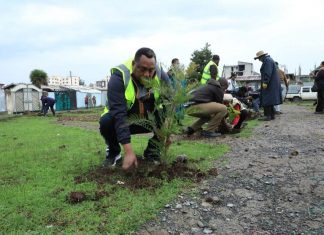 የአረንጓዴ አሻራ ችግኝ ተከላ መርሐ ግብር በደብረ ብርሃን ከተማ እየተካሄደ ነው።
